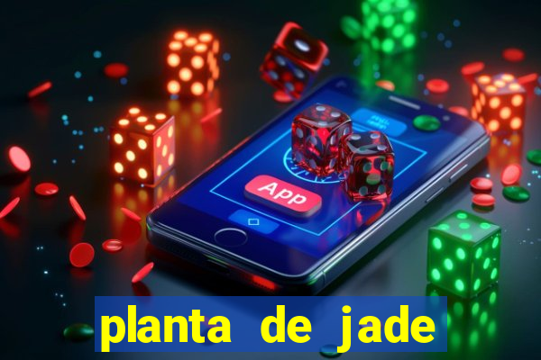 planta de jade significado espiritual